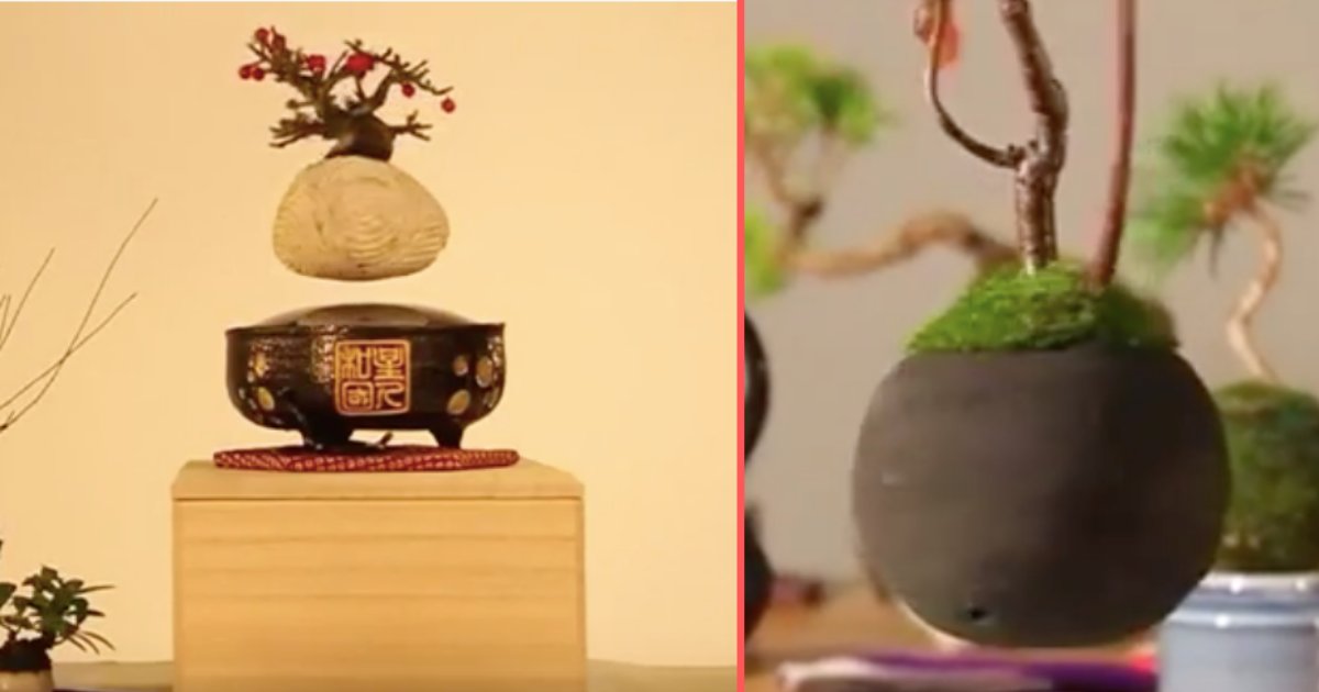 4 34.png?resize=1200,630 - Magnetic Levitation Helps These Bonsai Trees to Float