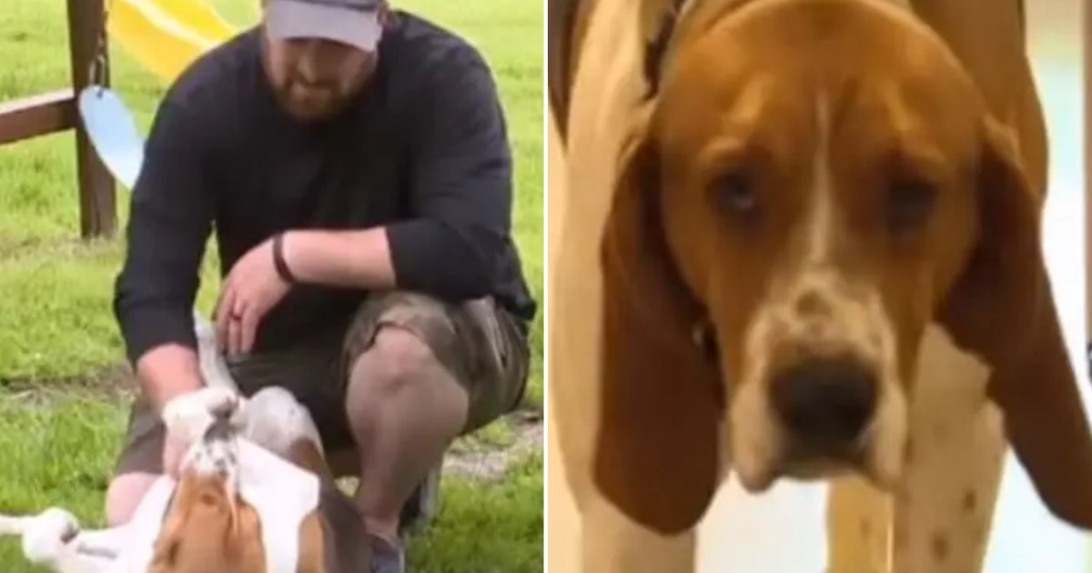 4 5.png?fit=1024%2C538&ssl=1&strip=all - Rescue Dog Saved Her 3 Siblings From Getting Kidnapped