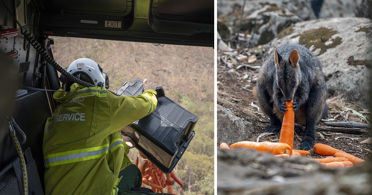 4 57.jpg?resize=412,275 - Australia Airdropped Thousands Of Vegetables To Feed The Animals