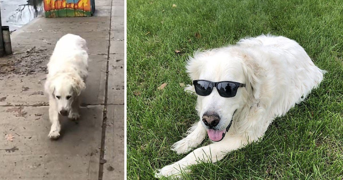 4 6.jpg?resize=412,275 - Owner Shared The Touching Moment His 14-Year-Old Golden Retriever Took His Final Steps To The Vet