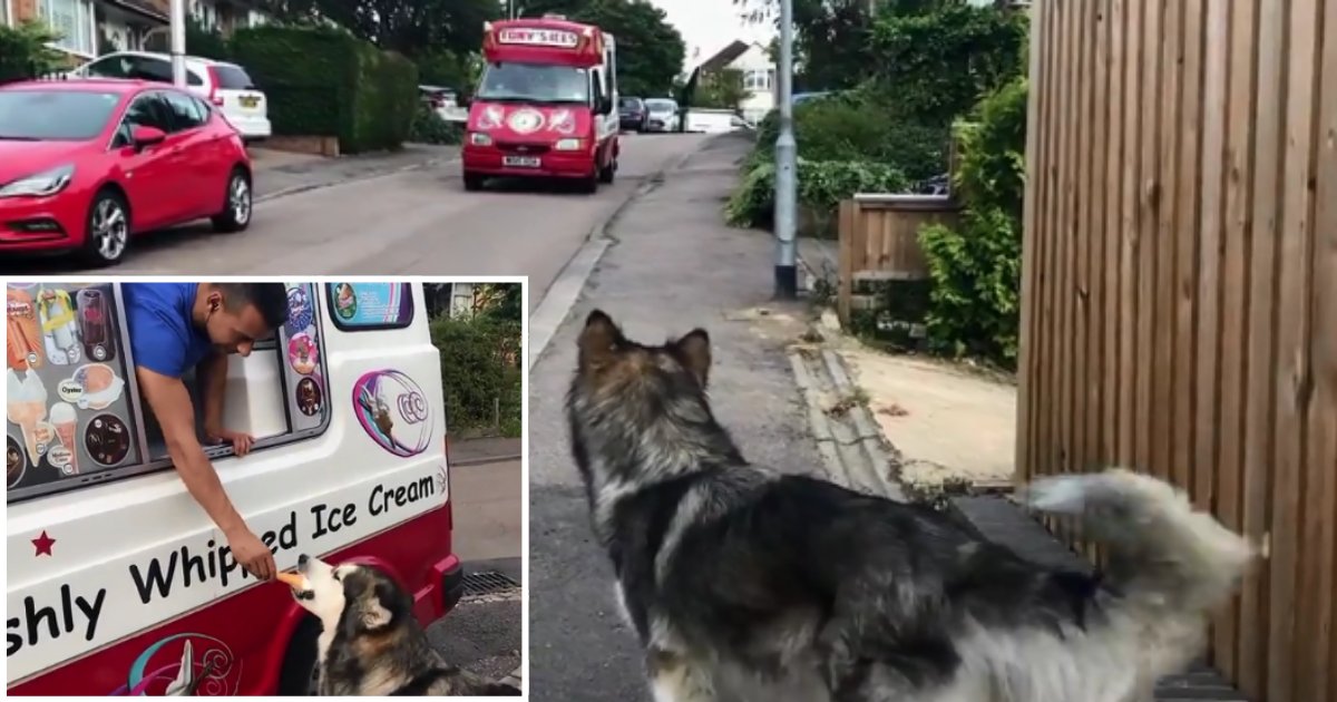 4 63.png?resize=1200,630 - Alaskan Malamute Craves for Ice Cream and Waits for Ice Cream Truck Every Day