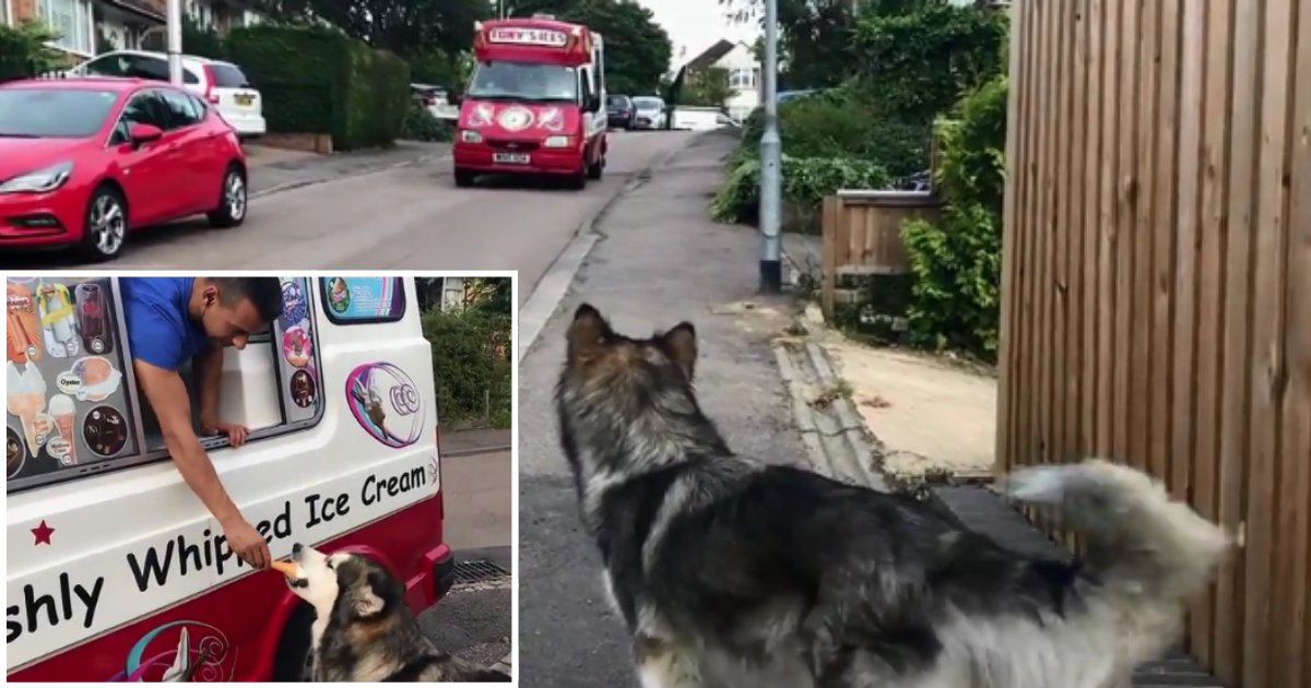 4 63.png?resize=412,275 - Alaskan Malamute Craves for Ice Cream and Waits for Ice Cream Truck Every Day