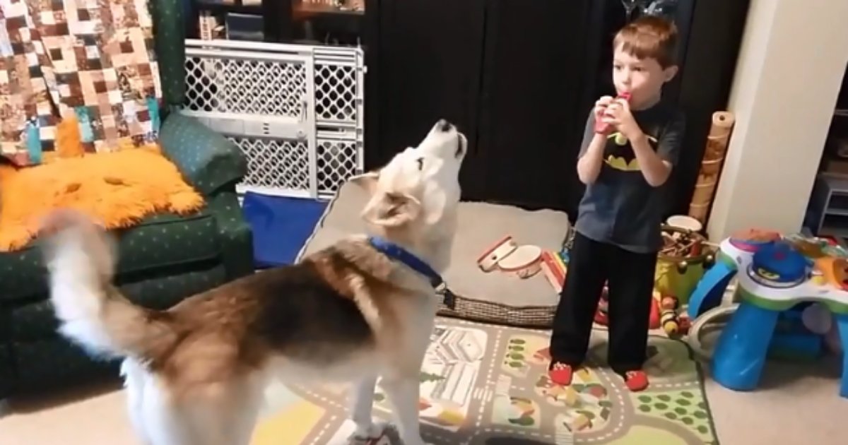 4 65.png?resize=412,232 - Small Boys Whistles and the Husky Joins In