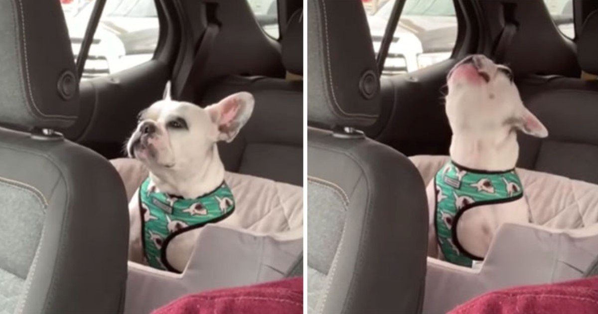 4 81.jpg?resize=412,275 - Instagram Celebrity Dog Got Frustrated While Stuck In Traffic