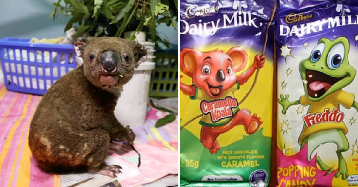 5 30.png?resize=412,275 - Cadbury Has Announced to Donate Profits From a Couple of Their Products for The Australian Bushfire