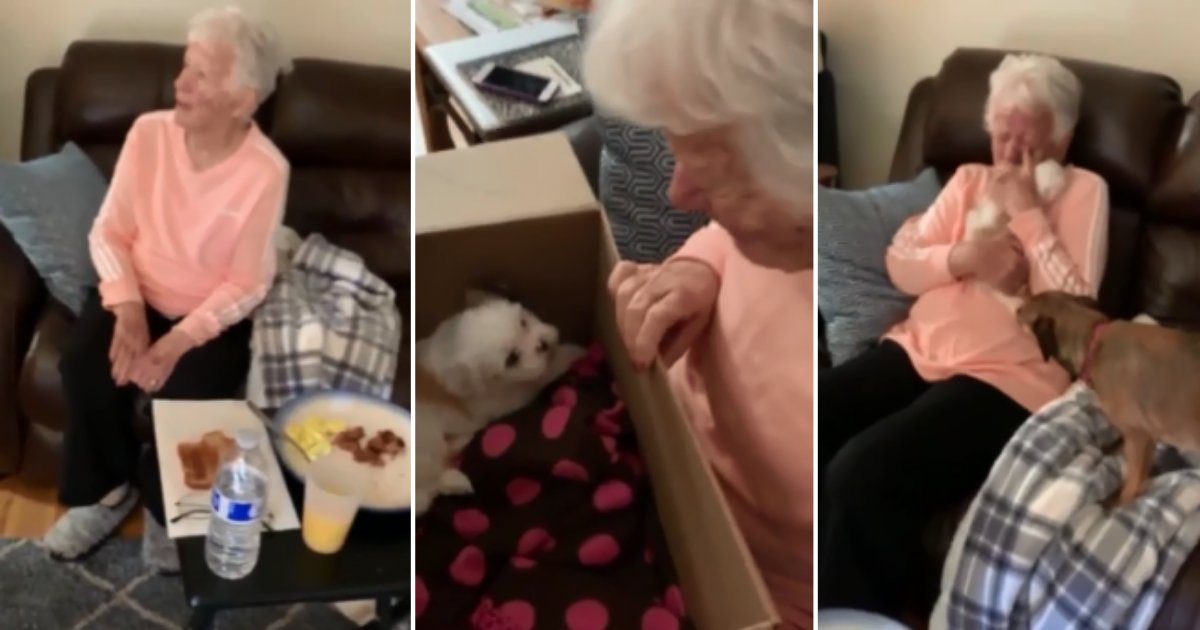 5 55.png?resize=412,232 - Grandma Turns Lachrymose After Being Gifted With The New Pup