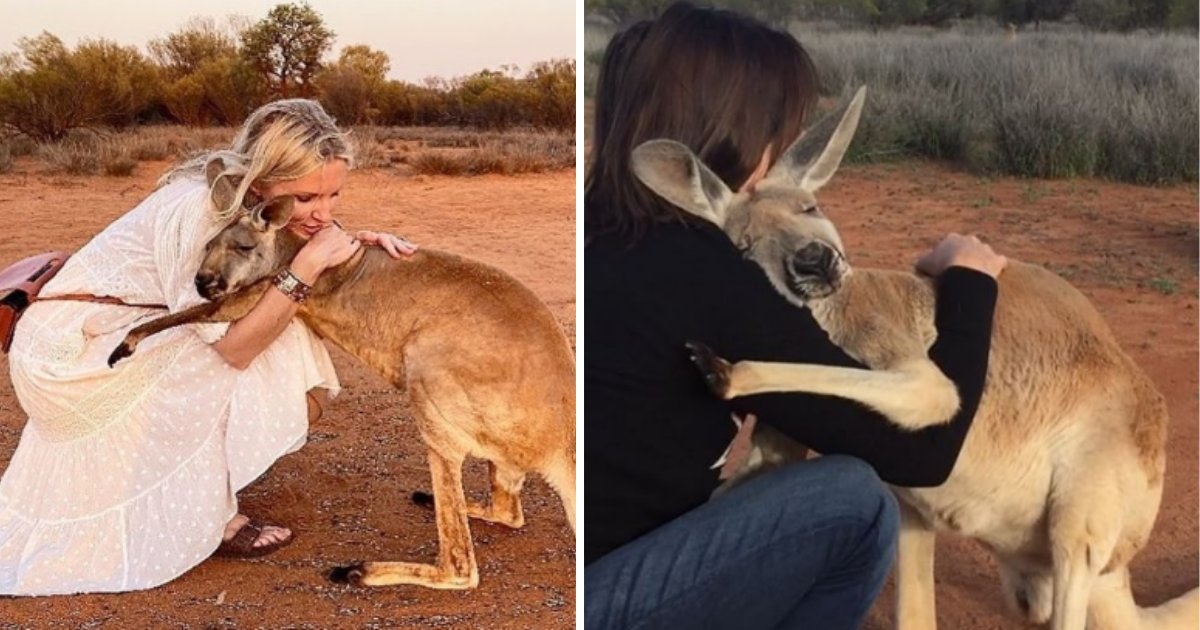 5 59.png?resize=412,232 - Ce kangourou n'arrête pas de donner des câlins aux bénévoles qui lui ont sauvé la vie