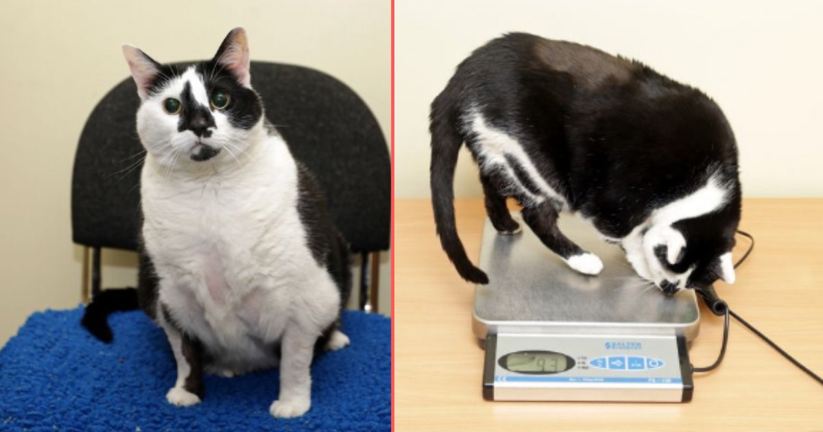 5 7.png?resize=412,232 - Britain’s Fattest Cat Sent to Rescue Center After Owner Gave Up