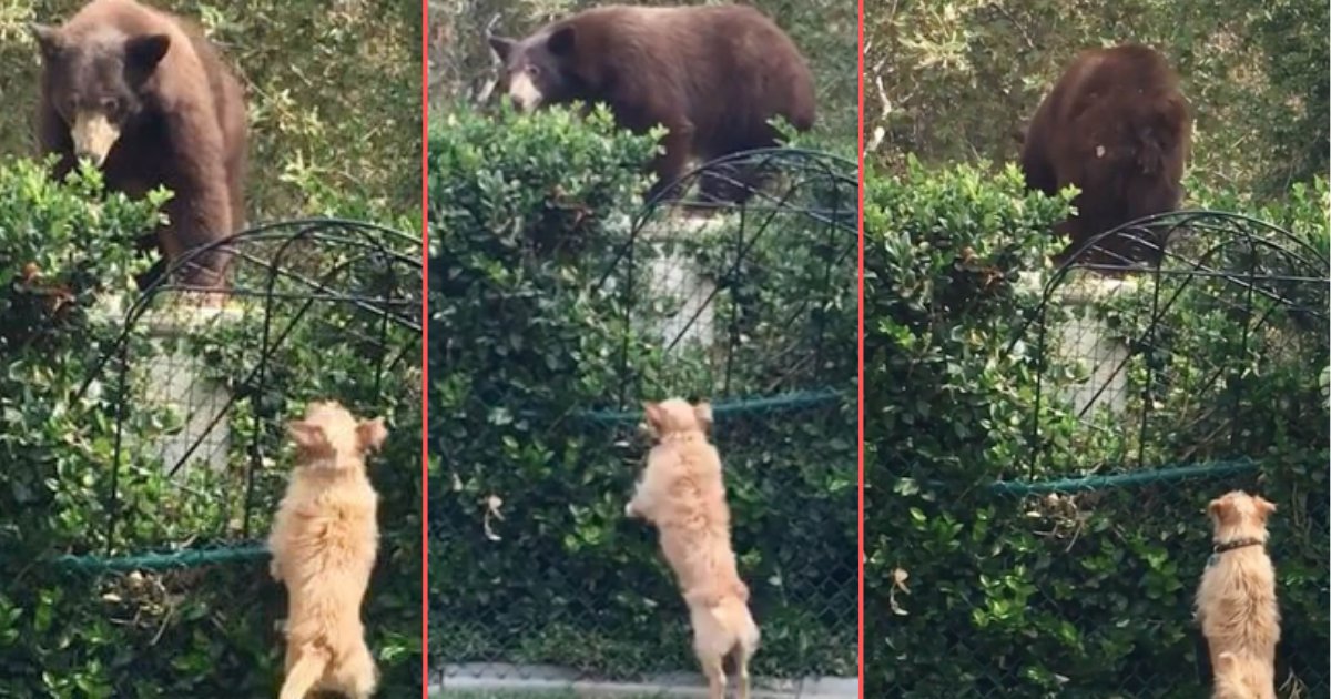 5 70.png?resize=412,232 - Fearless Tiny Brave Dogs Chase Away Grizzly Bear From The Backyard of the House