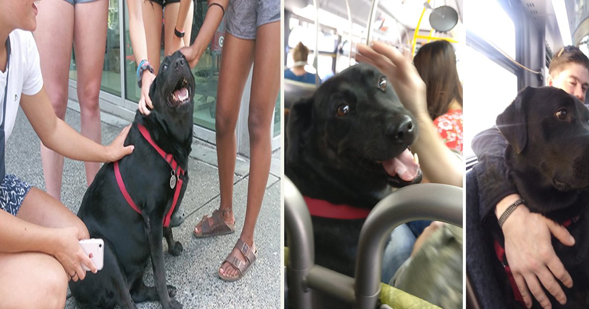 55 4.jpg?resize=412,275 - A Lovely Dog Takes The Bus Everyday By Herself To The Dog Park