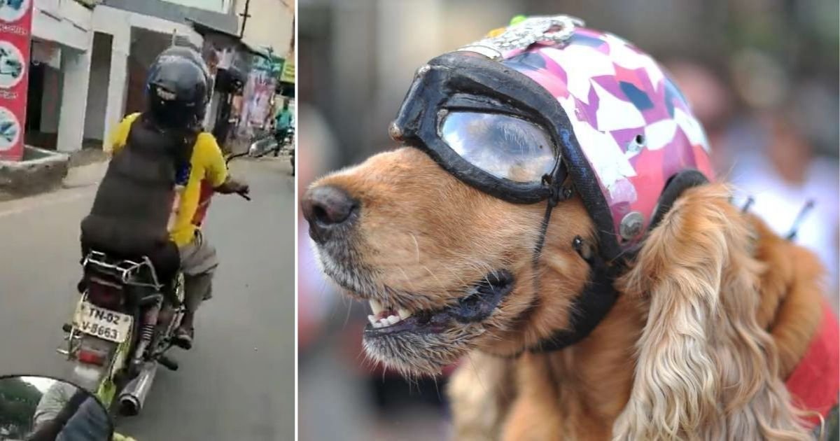 6 18.jpg?resize=412,275 - Dog Seen Wearing A Helmet While Riding A Bike In India