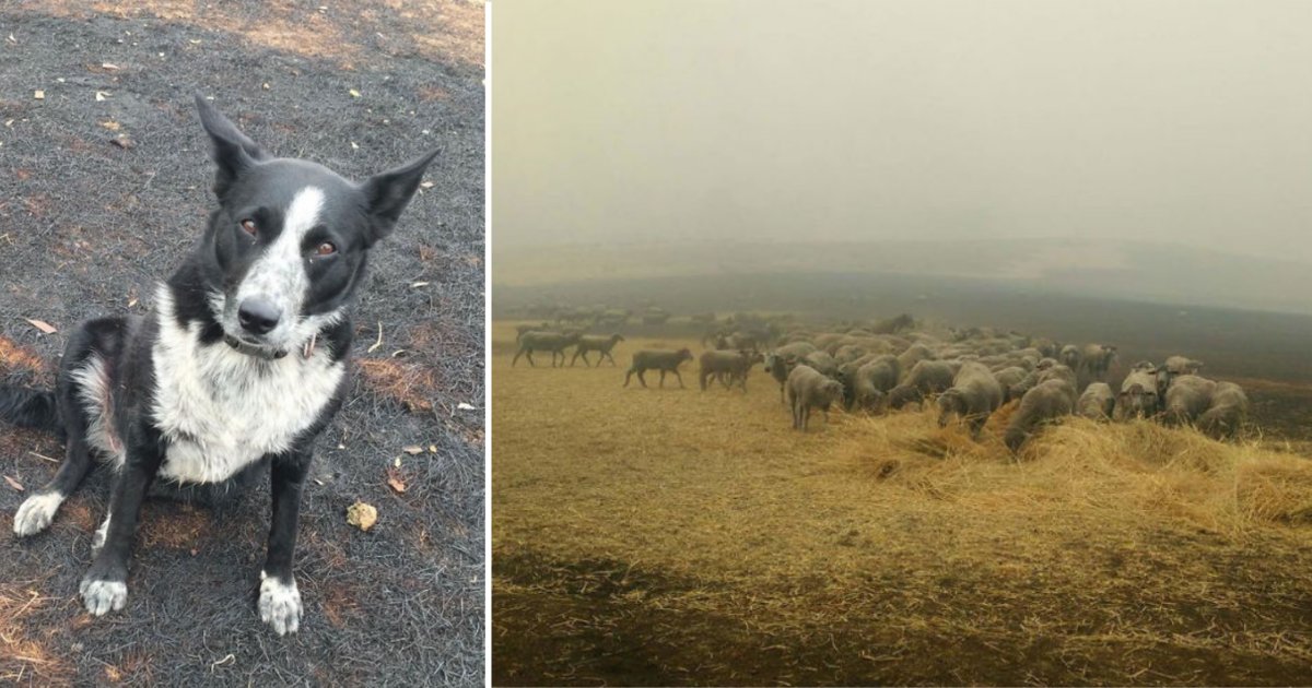 6 19.png?resize=412,275 - Dog Saved A Flock of Sheep From The Deadly Australian Bushfires
