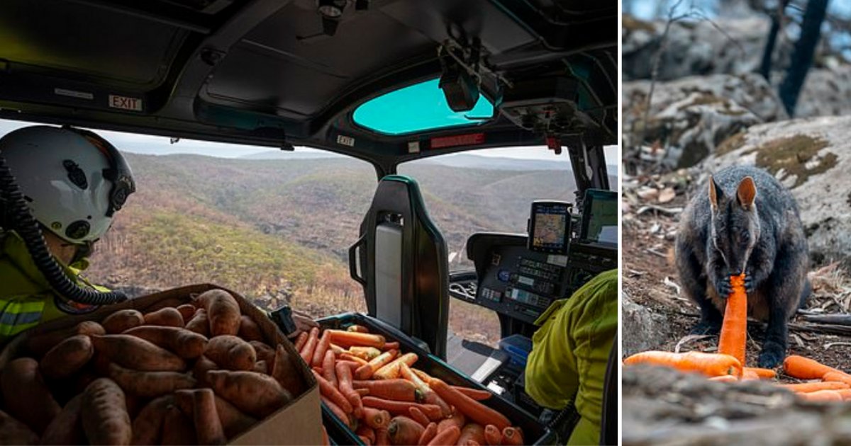 6 25.png?resize=412,275 - Thousands of Kilos of Sweet Potatoes and Carrots Were Dropped From Helicopters For The Starving Animals Stuck In The Forest