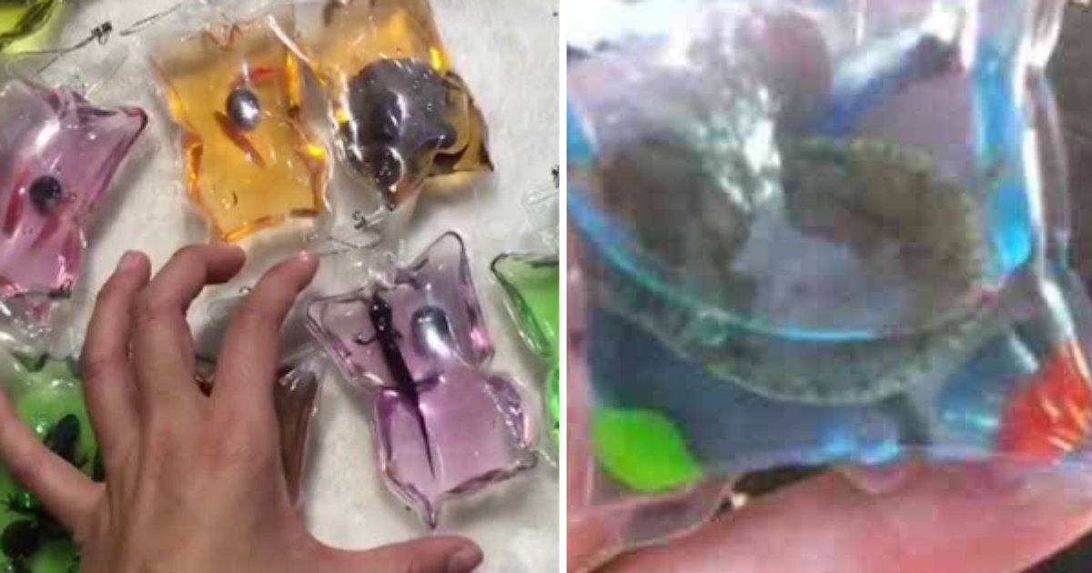 6 51.png?resize=412,275 - Live Lizards And Turtles Sold Inside Key Chains In China