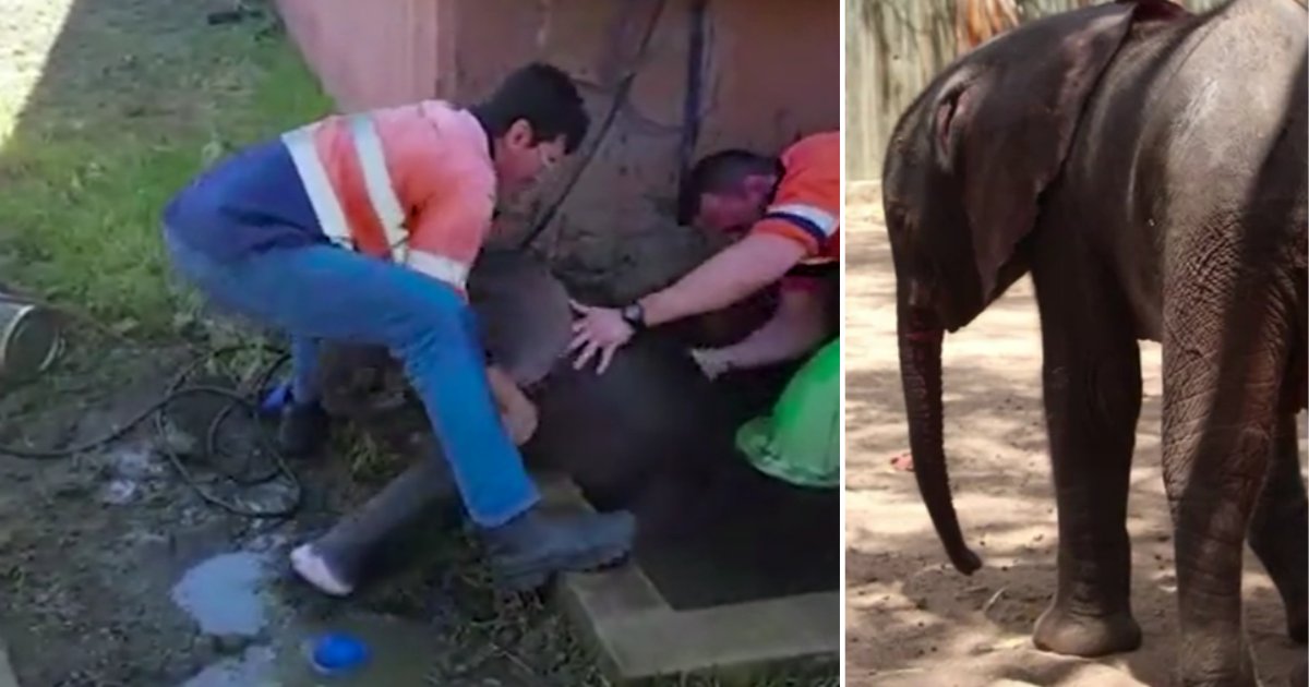 6 7.png?resize=412,275 - Electricians Saved a Baby Bull Elephant Drowning in a Well