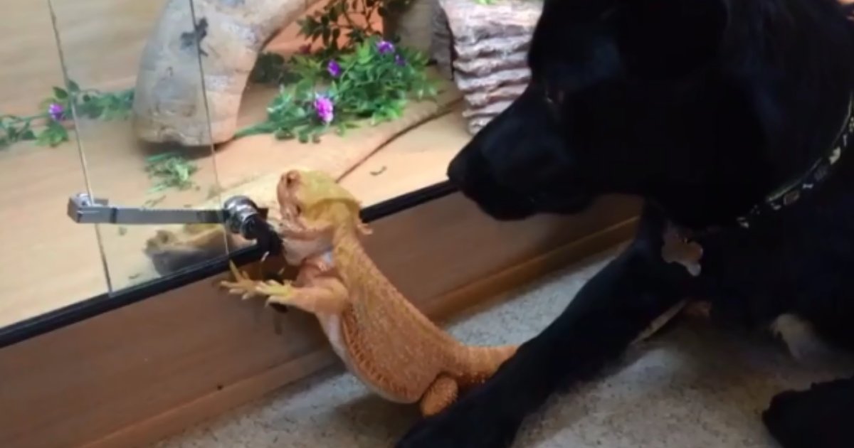 7 15.png?resize=412,275 - This Pup's Reaction to Bearded Dragon's Behavior Will Make Your Day