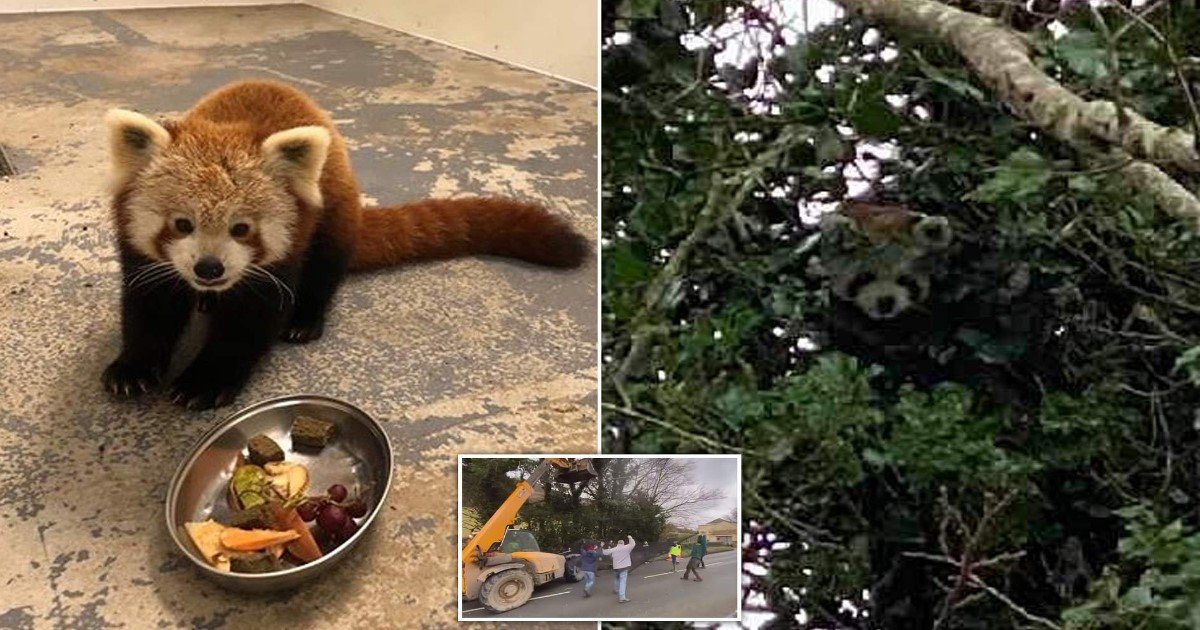 7 56.jpg?resize=412,275 - Red Panda Who Fled Wildlife Park For A Second Time In Three Months Was Recaptured Safely