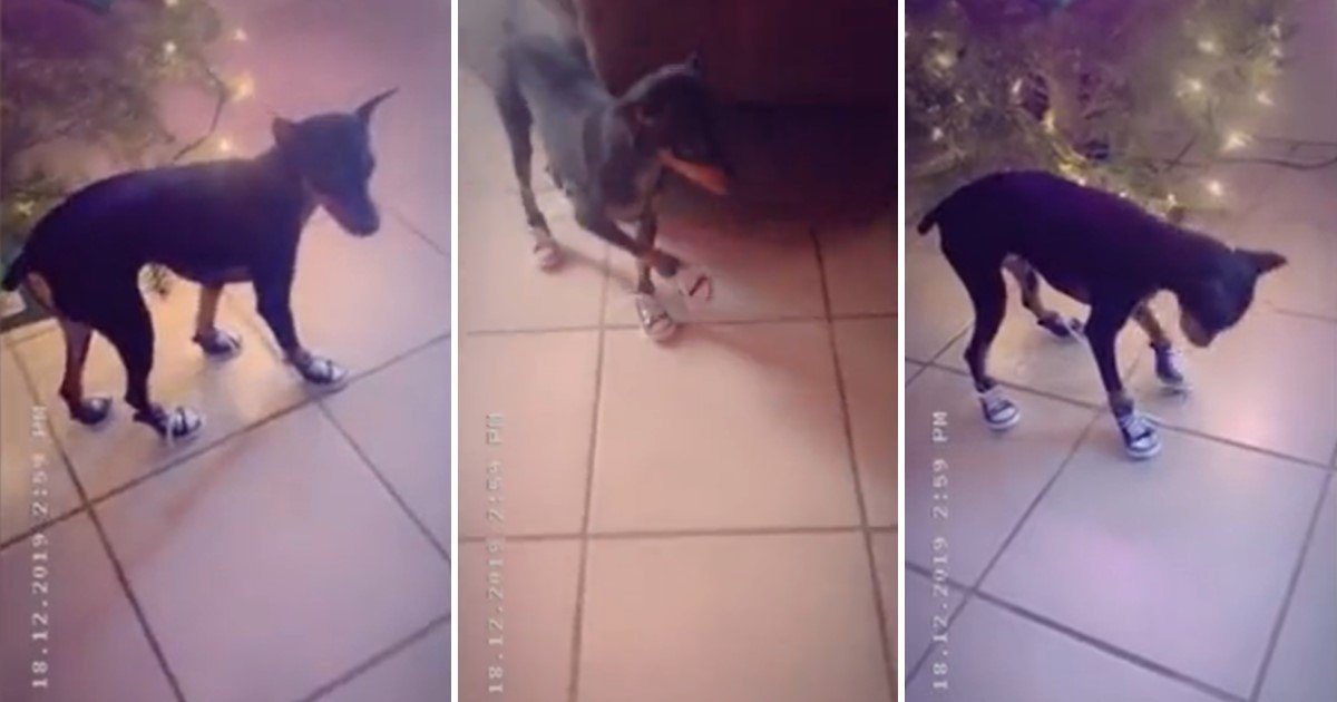 a 12.jpg?resize=412,275 - Adorable Pup Walked Hilariously After Owner Bought Her Stylish Pair Of Shoes