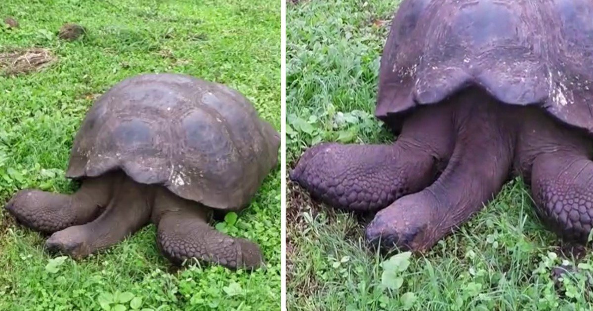 a 33.jpg?resize=1200,630 - A Giant Tortoise Enjoyed A Peaceful Nap Under The Sun