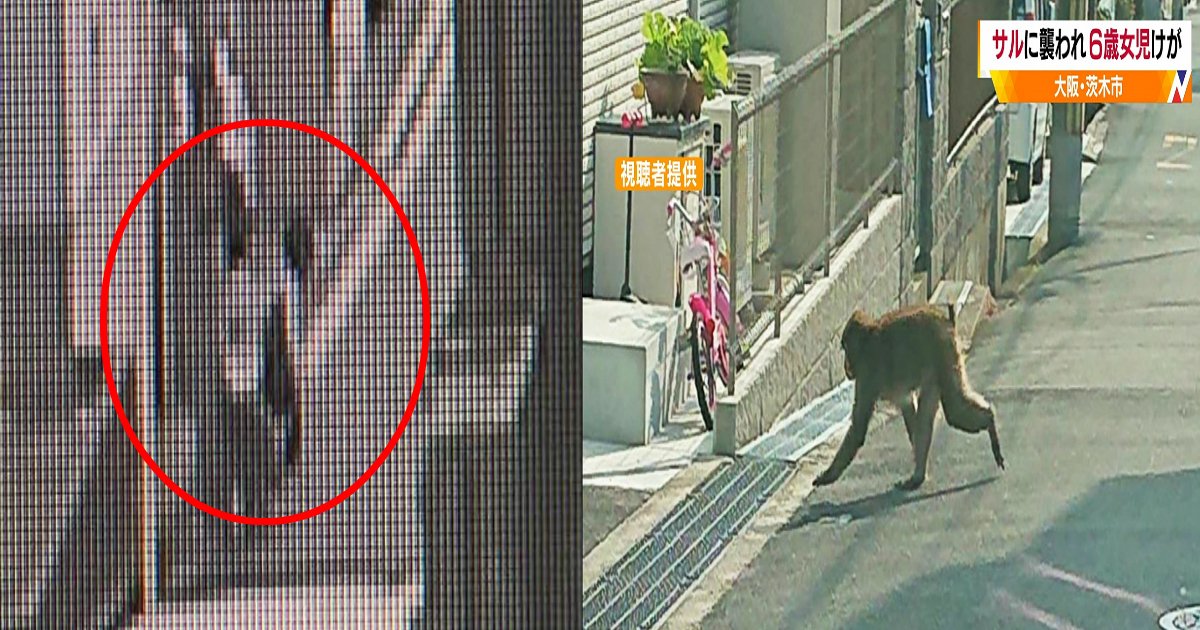 a 5.jpg?resize=412,232 - 「めっちゃ痛かった…」大阪で6歳女児が猿に腕を噛まれて軽傷、襲われる瞬間映像も！