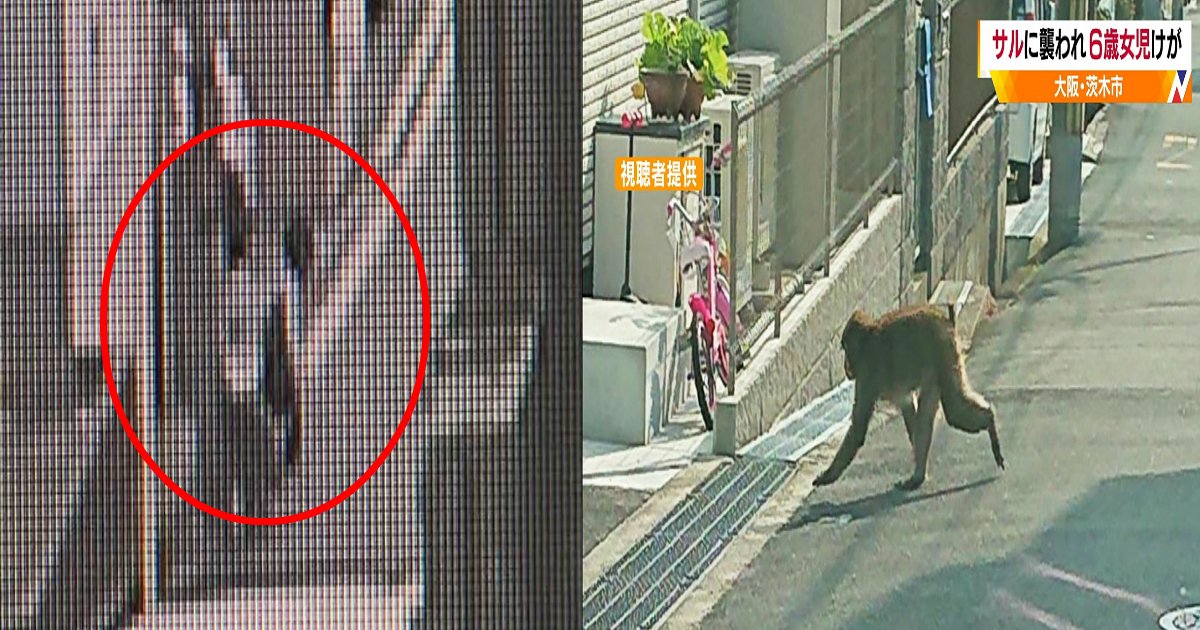 a 5.jpg?resize=412,275 - 「めっちゃ痛かった…」大阪で6歳女児が猿に腕を噛まれて軽傷、襲われる瞬間映像も！