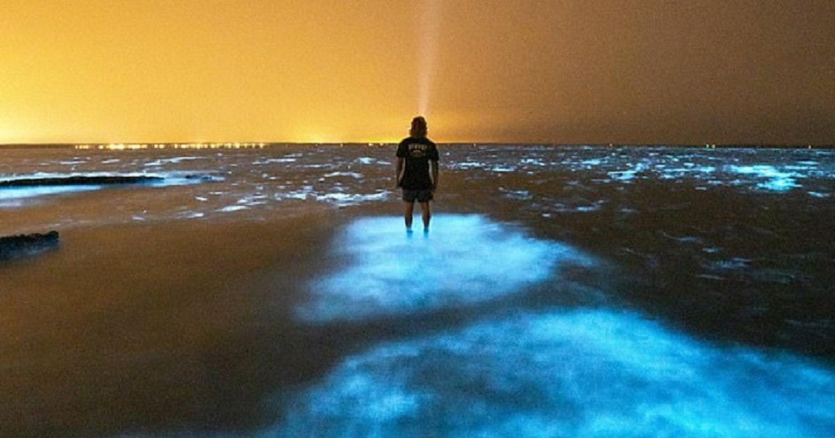 a3 4.jpg?resize=1200,630 - Photographer Mesmerized As He Ran His Hand Through Glowing Bioluminescent Algae In Australia