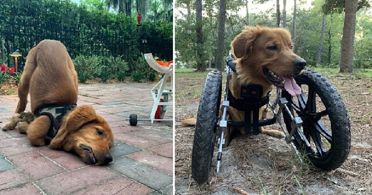 a4 1.jpg?resize=412,232 - A Special Wheelchair Gave A New Life To This Amazing Double-Amputee Dog