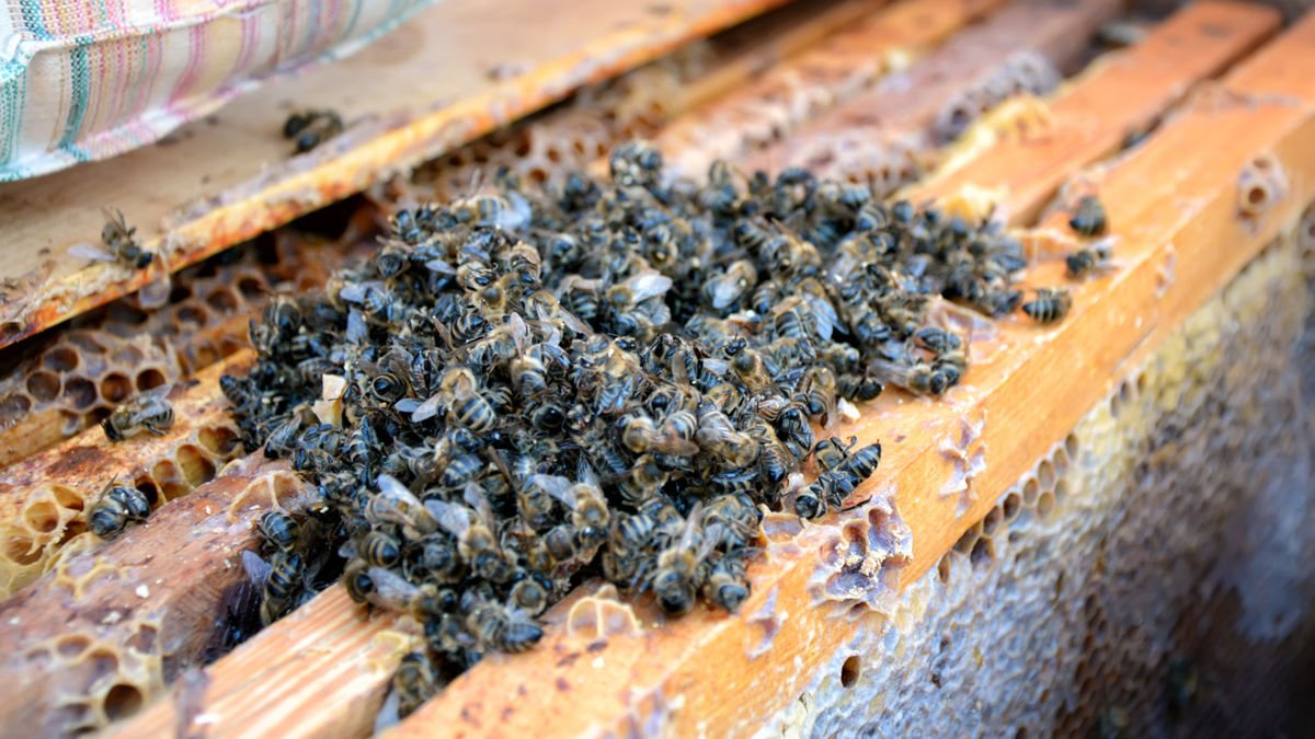 abeilles.jpg?resize=1200,630 - 30.000 abeilles mortes: en région Parisienne des ruches ont été retournées et jetées dans l'eau