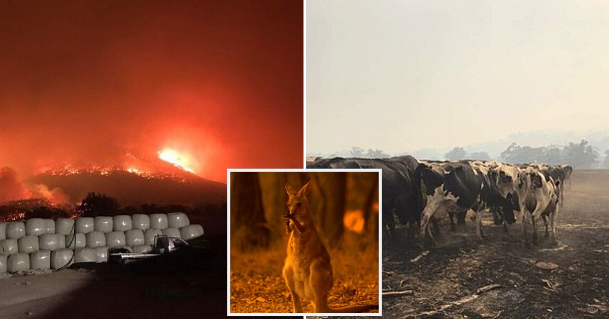 animals4.png?resize=1200,630 - Thousands Of Animals To Be Put Down After Suffering Severe Burns In Devastating Bushfires