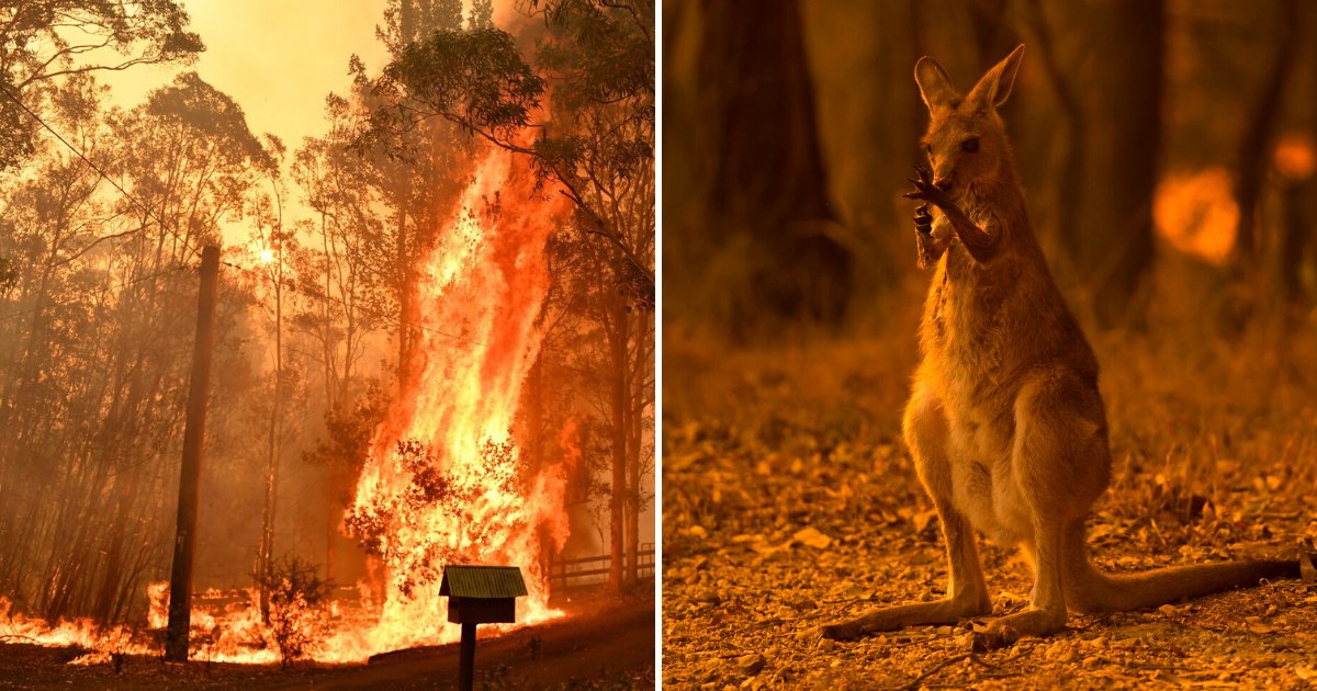 animals5.png?resize=412,232 - Photographer Revealed 'Heartbreaking' Story Behind Viral Photo Of Kangaroo That Passed Away In Fires