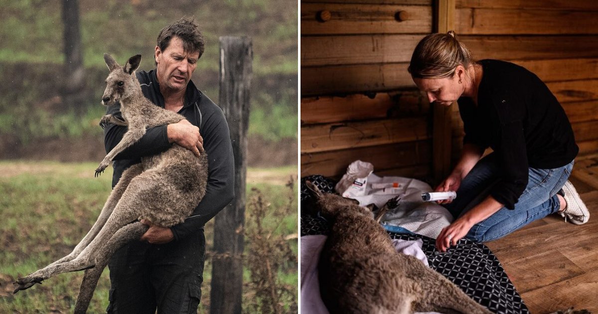 animals6.png?resize=412,275 - Couple Opened Their Home To Take Care Of Injured Animals In Devastating Bushfires