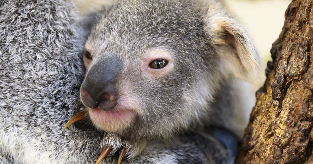 baby koala born at zoo miami named hope to honor the victims of the australian bushfires.jpg?resize=412,275 - Baby Koala Was Named 'Hope' To Honor The Victims Of The Bushfires In Australia