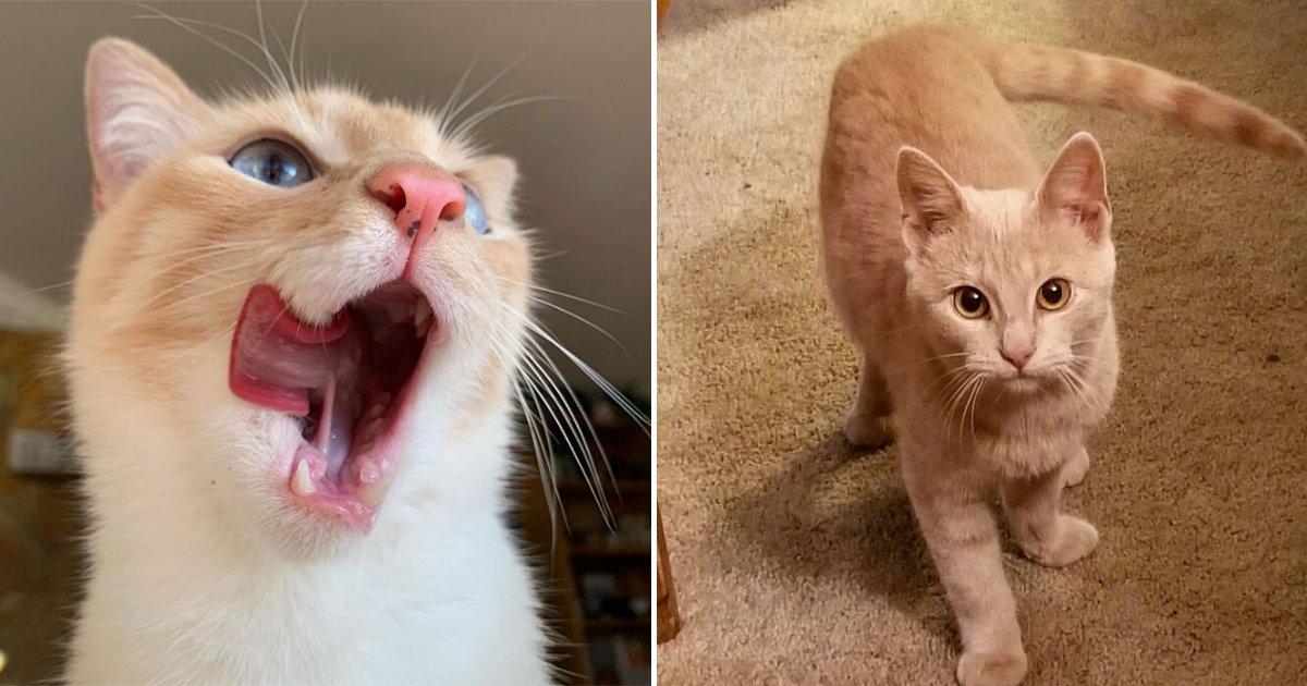bean6.png?resize=412,275 - Cat Obsessed With Bananas Went Viral For How Inappropriate His Photos Look