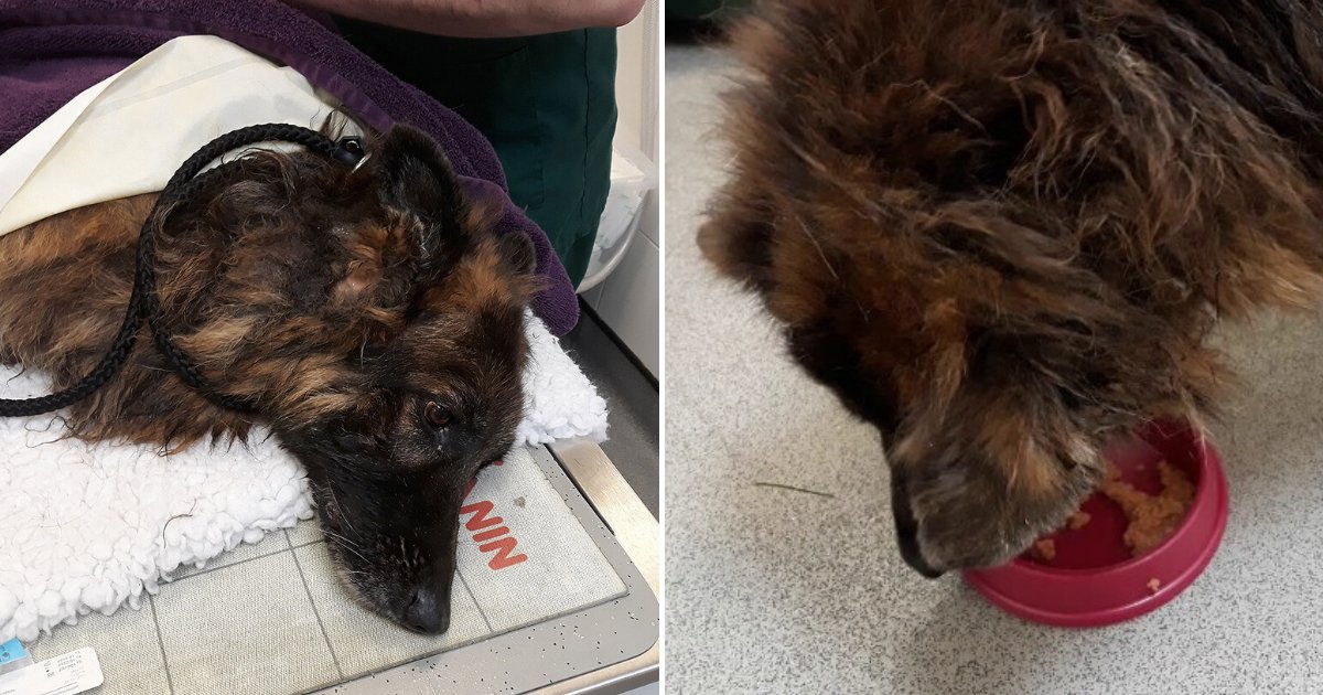 bella5.png?resize=412,275 - Dog That Was Found With Large Rock Tied To Leash Is Now Recovering From Drowning