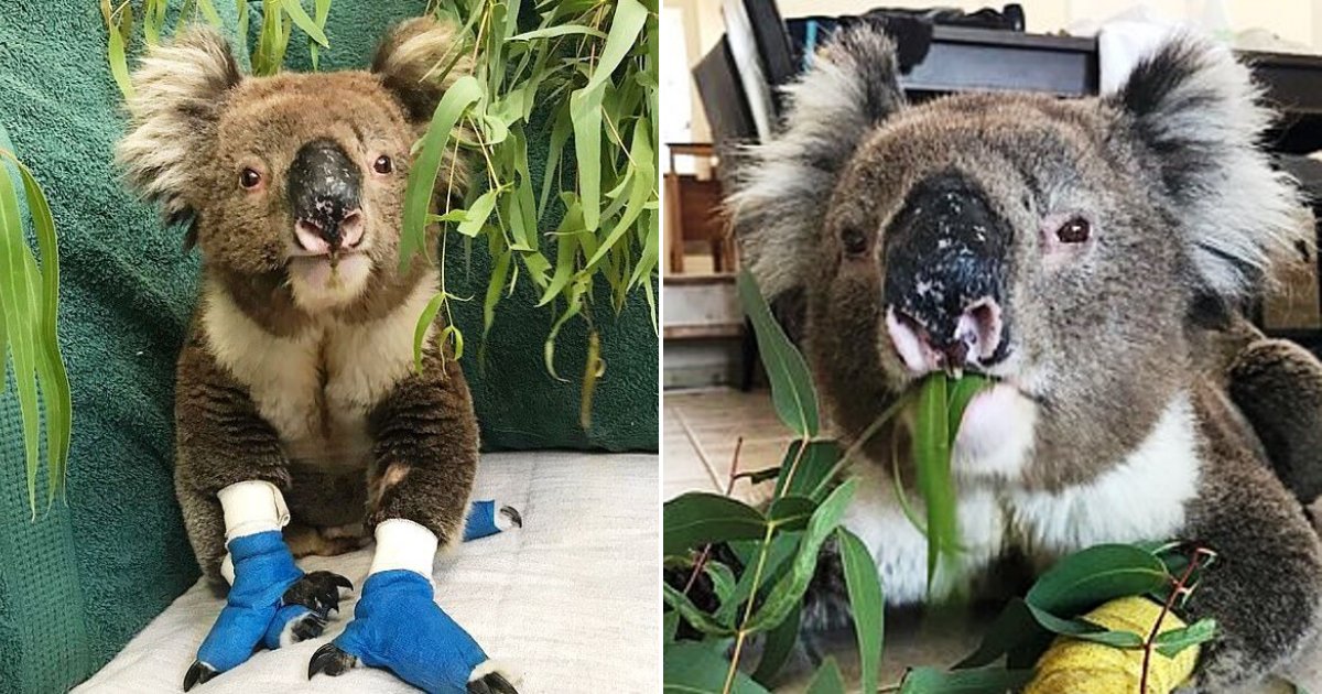 billy6.png?resize=412,275 - Billy The Koala Who Won Millions Of Hearts Around The World Just Passed Away