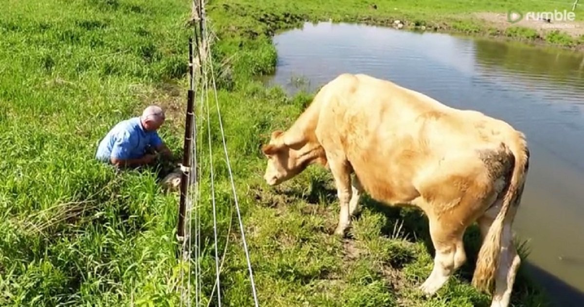 c3 10.jpg?resize=412,275 - A Kind Motorist Reunited Distraught Mother Cow With Her Newborn Calf