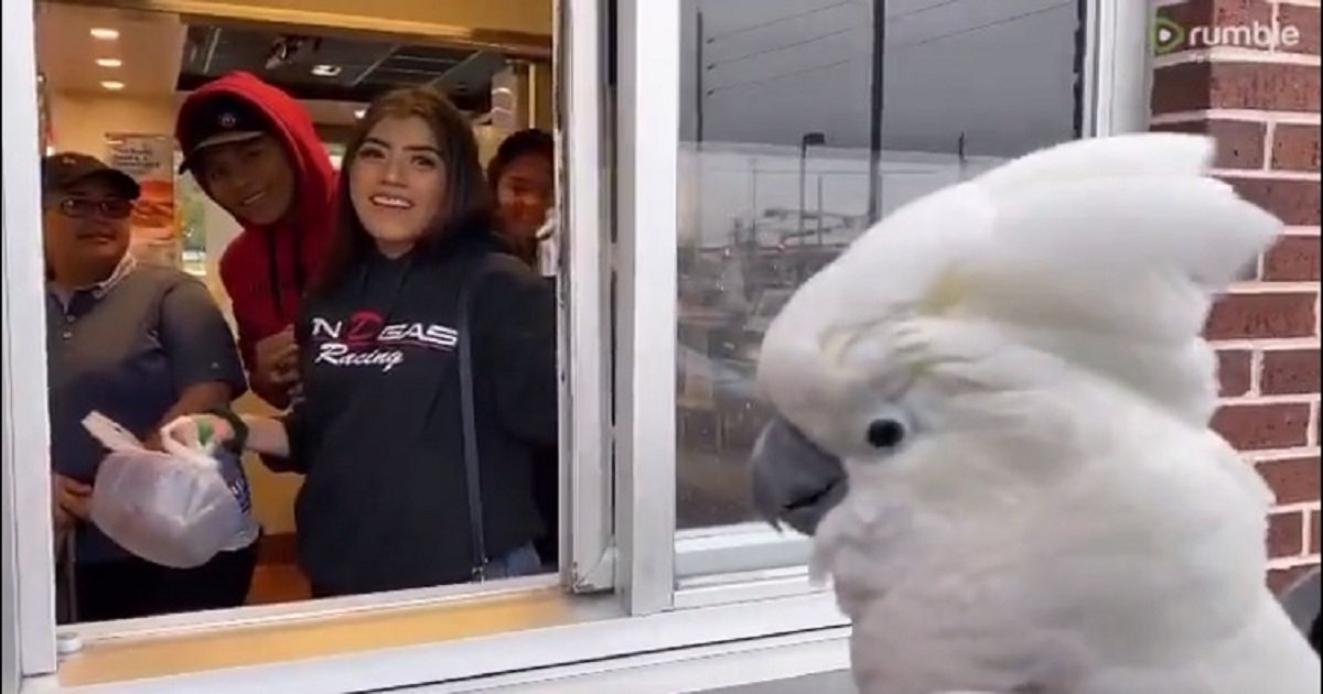 c3 9.jpg?resize=1200,630 - Happy Cockatoo Yelled And Danced For Fast Food Drive-Thru Workers