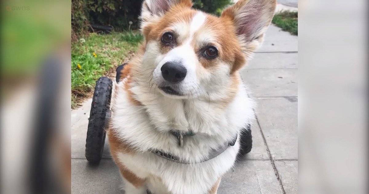 c3.png?resize=412,232 - Corgi With Degenerative Myelophathy Has A Specialized Wheelchair To Help Her Get Around