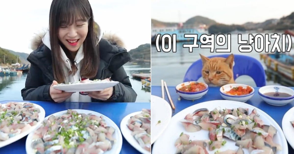 cat 1.jpg?resize=412,232 - "다 내꺼라냥!" 먹방 BJ 쯔양이 잠깐 나가자 냉큼 음식 뺏어간 '냥아치'(영상)