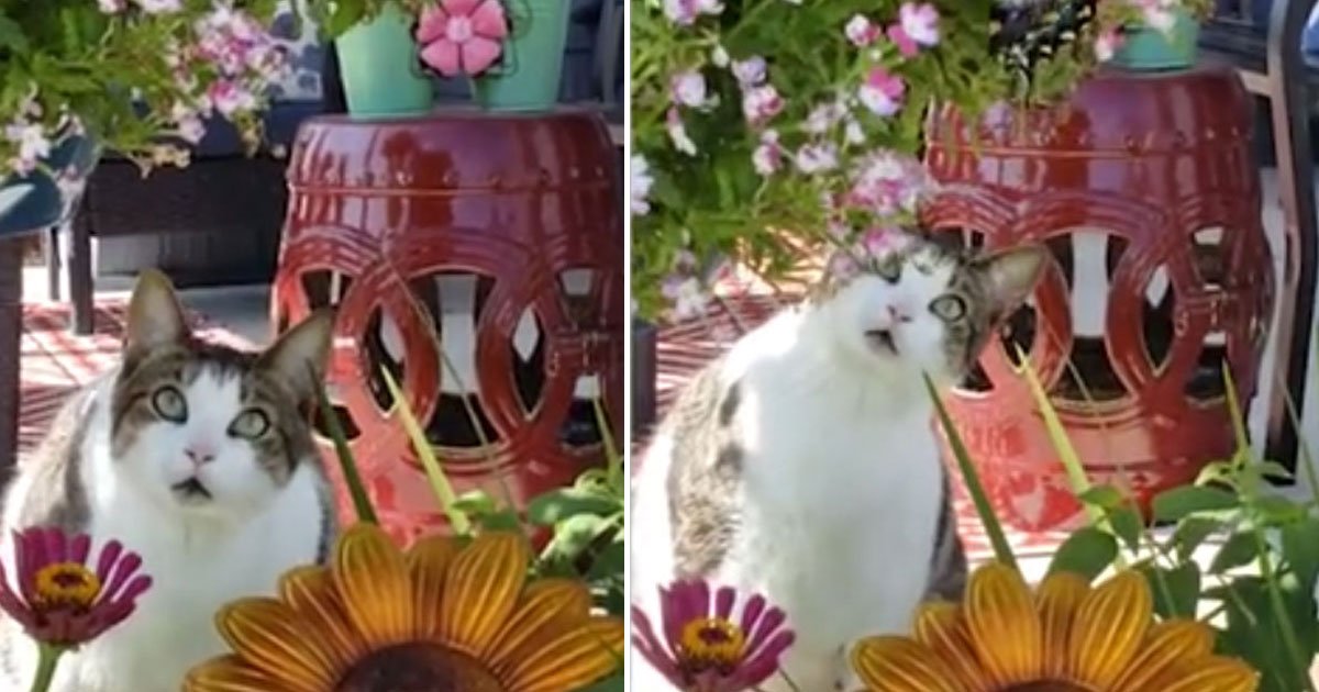cat expression butterfly.jpg?resize=1200,630 - Alerte mignonnerie : Cette vidéo de chat, stupéfait par la beauté d'un papillon, va vous faire fondre !