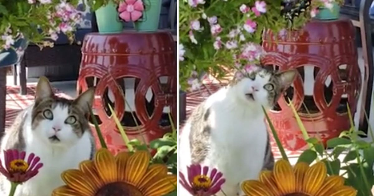 cat expression butterfly.jpg?resize=412,275 - Hilarious Cat’s Expressions After Seeing A Beautiful Butterfly