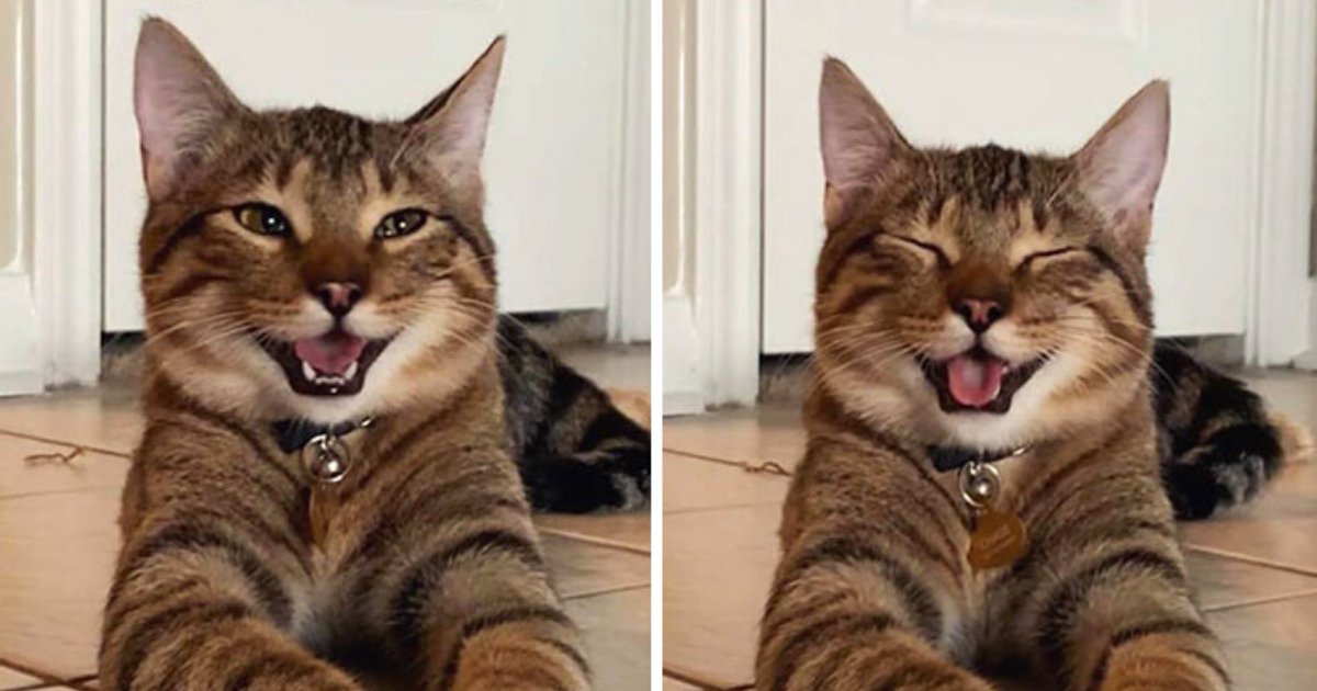 cat14.png?resize=1200,630 - Photos Of Laughing Cat Went Viral And Became A 'Dad Joke' Meme Sensation (10+ Pics)