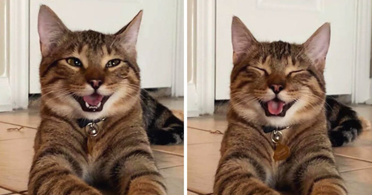 cat14.png?fit=1024%2C538&ssl=1&strip=all - Photos Of Laughing Cat Went Viral And Became A 'Dad Joke' Meme Sensation (10+ Pics)