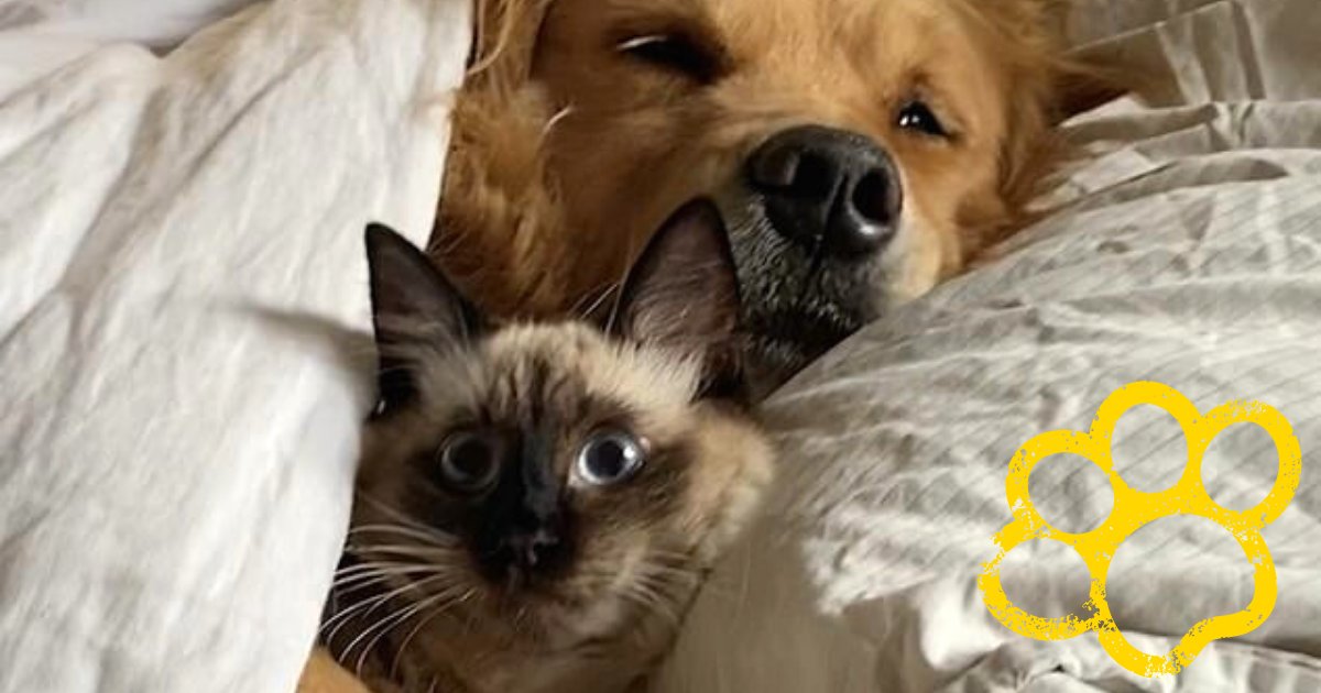 cat4.png?resize=412,232 - Confused Cat Woke Up Being Cuddled By A Fluffy Golden Retriever