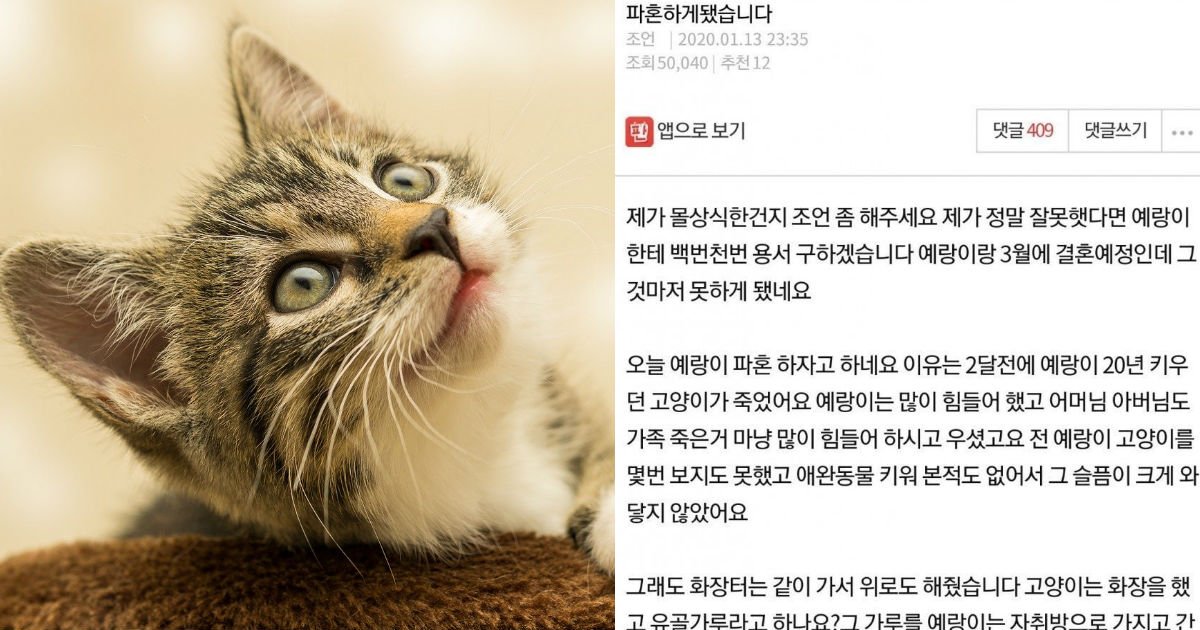 cattttt.jpg?resize=412,232 - "고양이 때문에 파혼하게 됐습니다"...온라인 커뮤니티에 올라온 한 글