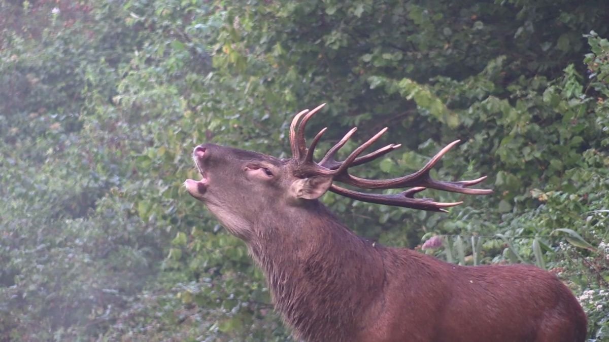 cerf foret de laigue.jpg?resize=412,275 - Perte d'un symbole: L'emblématique cerf surnommé "Black" a été abattu lors d'une chasse à courre en forêt de Laigue