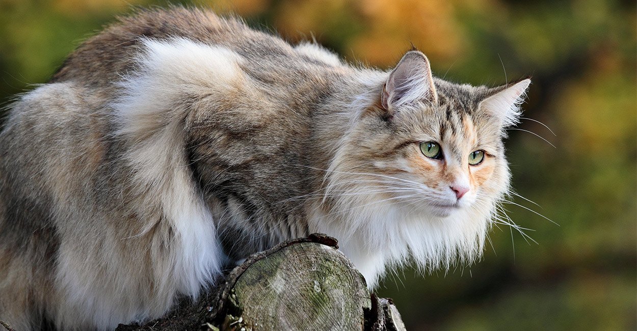 chat norvegien.jpg?resize=1200,630 - Le chat des forêts norvégiennes: un animal aimé depuis l'époque des Vikings
