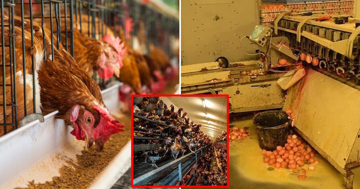 chicken6.png?resize=1200,630 - Free Range Chicken Farm Supplying Supermarkets Had License Suspended After A Video Showed Hens Living In Horrific Conditions