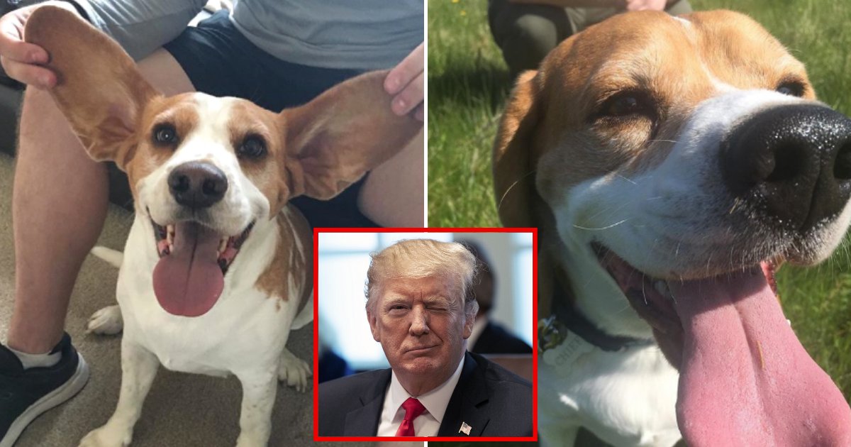 chief3.png?resize=1200,630 - Une femme a trouvé le visage du président Trump dans l'oreille de son chien