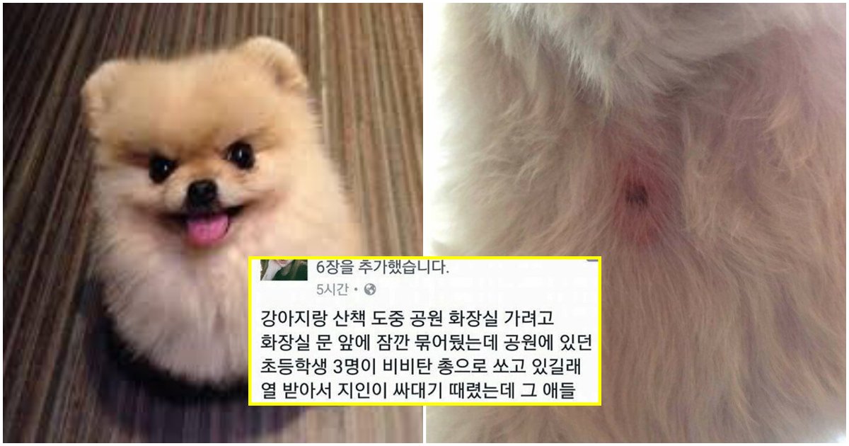 collage 267.png?resize=412,275 - 주인이 자리 비운 사이 강아지 '비비탄 총'으로 쐈다가 '뺨' 맞은 초등학생 부모 반응